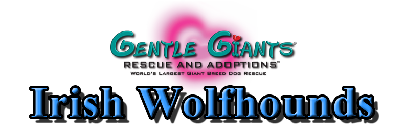 Irish Wolfhounds at Gentle Giants Rescue and Adoptions